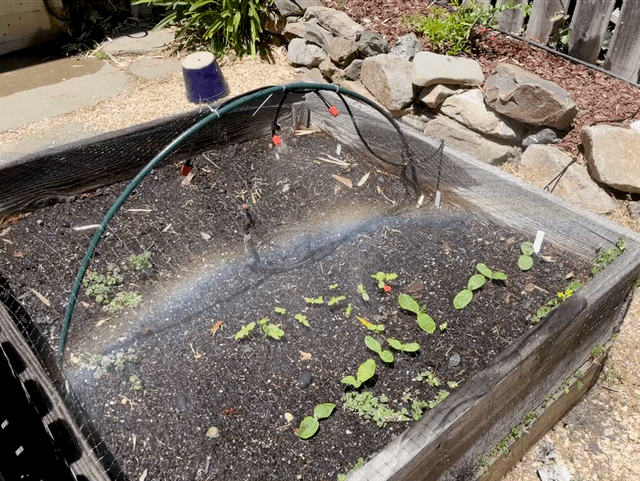 Raised Bed Irrigation  Hoops