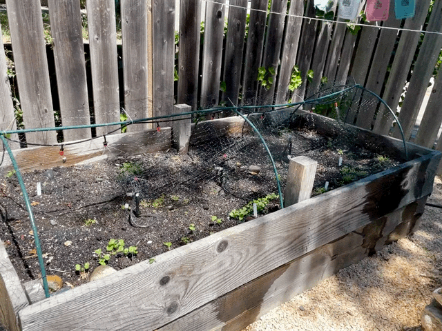 Raised Bed Irrigation Hoops