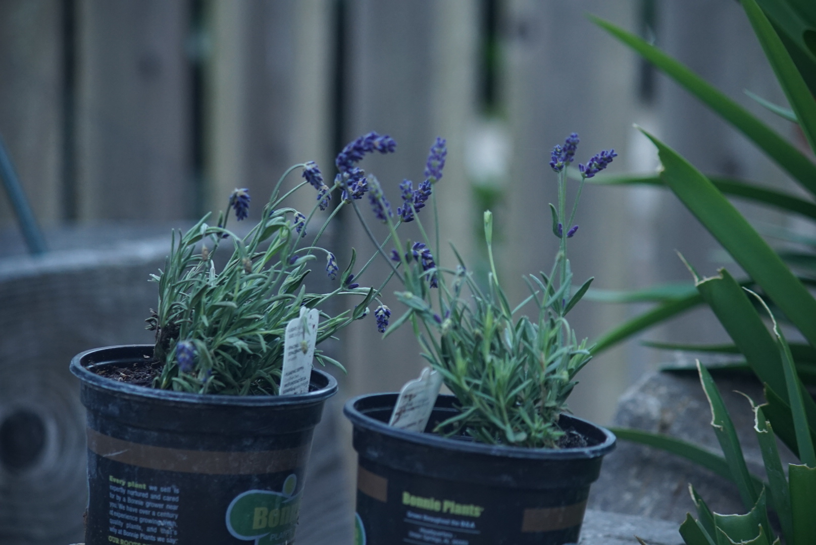 Lavender