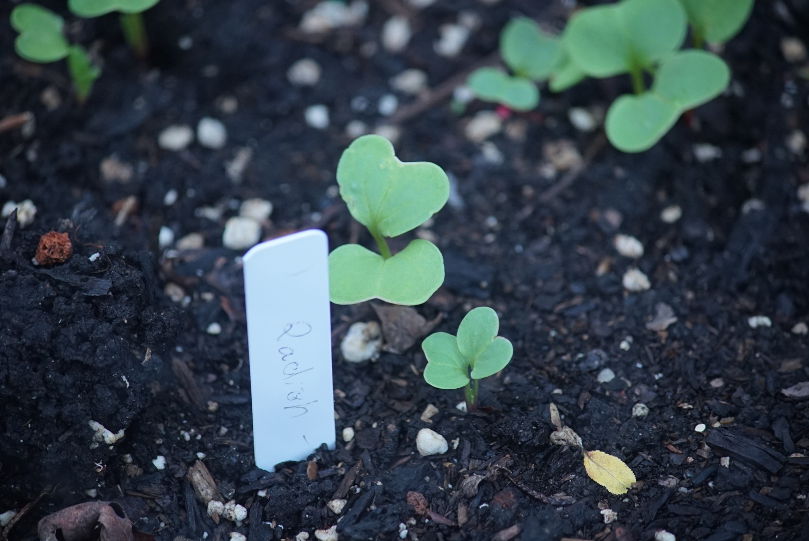 Radish