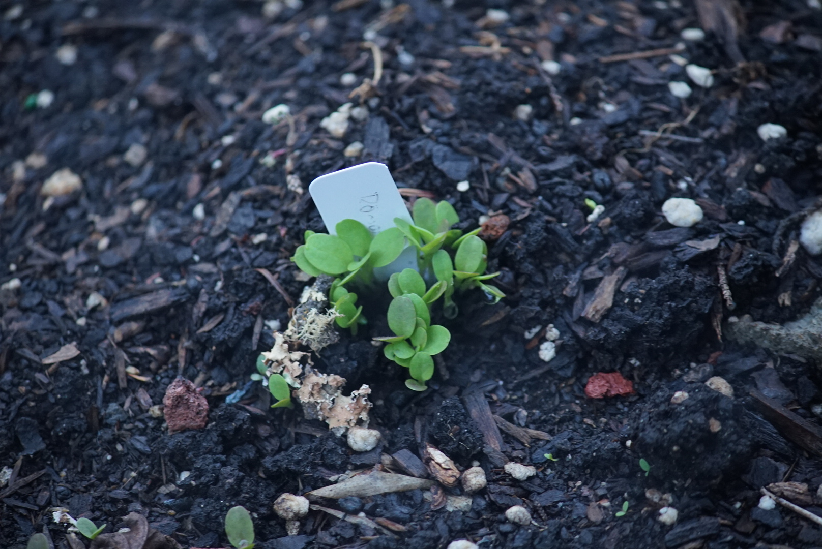 Romaine Lettuce