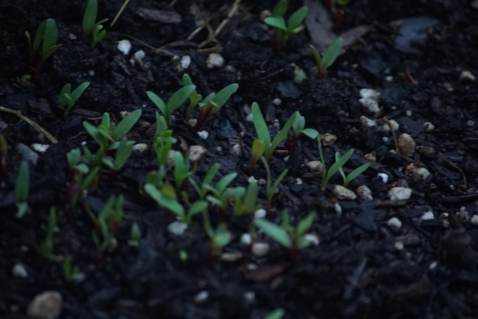 Carrot or Basil